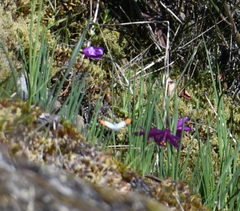Anthocharis julia flora