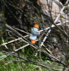 Anthocharis julia flora