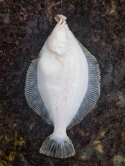 Lepidopsetta bilineata