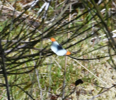 Anthocharis julia flora