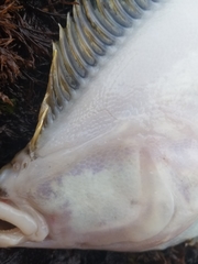 Lepidopsetta bilineata