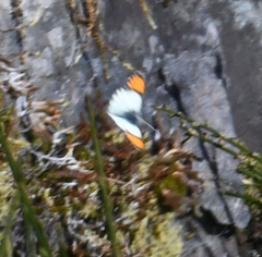 Anthocharis julia flora