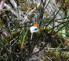 Anthocharis julia flora