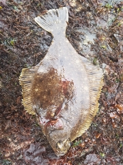 Lepidopsetta bilineata