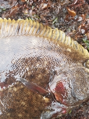 Lepidopsetta bilineata