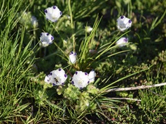 Adela trigrapha