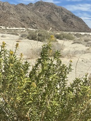 Cleomella palmeri
