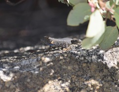 Sceloporus occidentalis biseriatus