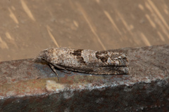 Pelochrista pulveratana