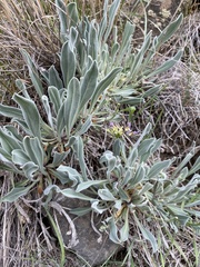 Phoenicaulis cheiranthoides
