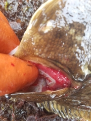 Lepidopsetta bilineata