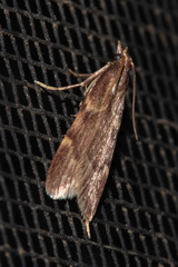 Aglossa electalis