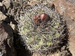 Pediocactus nigrispinus