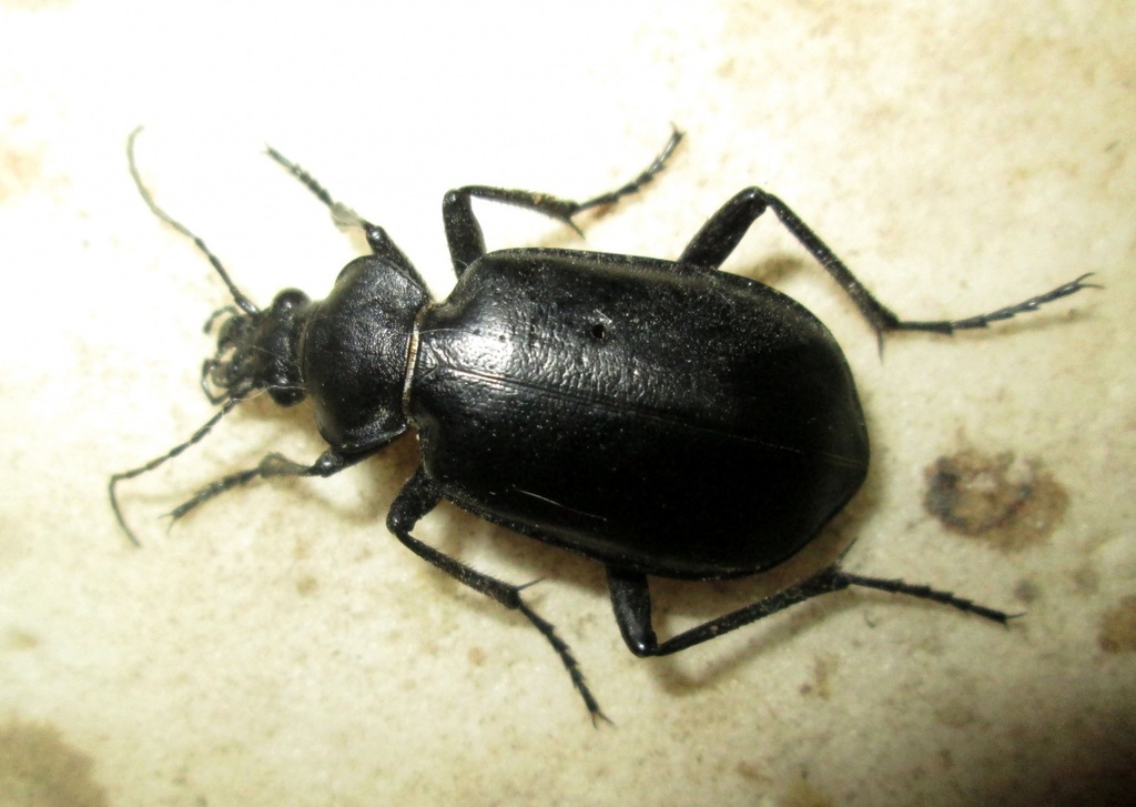 Calosoma reitteri
