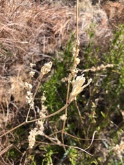 Calochortus fimbriatus