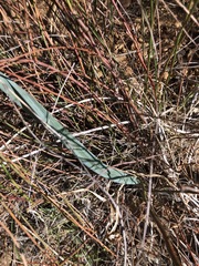 Calochortus fimbriatus
