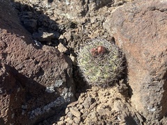 Pediocactus nigrispinus