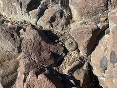 Pediocactus nigrispinus