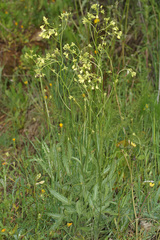 Biscutella valentina