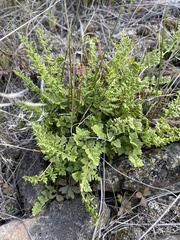 Woodsia oregana