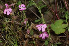 Silene scabriflora
