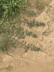 Magnoliopsida