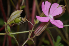 Silene scabriflora