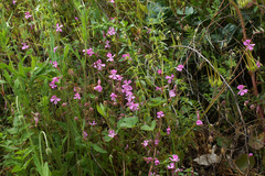 Silene scabriflora