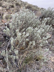 Artemisia rigida