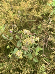Asteroideae