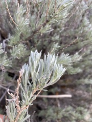Artemisia rigida