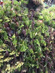 Hymenophyllum lanceolatum