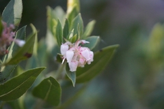 Arctostaphylos virgata