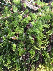 Hymenophyllum lanceolatum