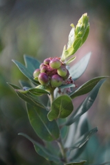 Arctostaphylos virgata
