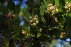 Arctostaphylos virgata
