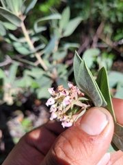 Arctostaphylos virgata