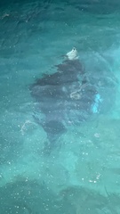 Mobula alfredi