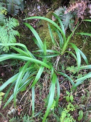 Dianella sandwicensis