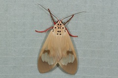 Amerila astreus