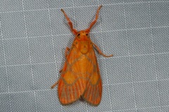 Ammatho roseororatus