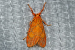 Ammatho roseororatus