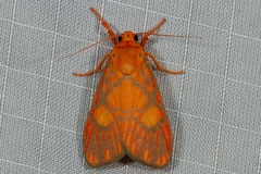 Ammatho roseororatus