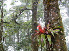 Tillandsia imperialis