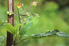 Scrophularia scorodonia