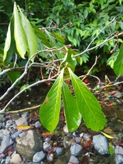 Ocotea insularis