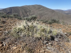 Opuntia × columbiana