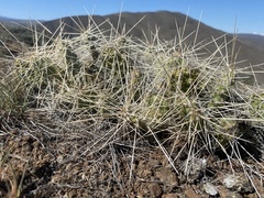 Opuntia × columbiana