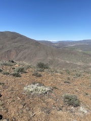Opuntia × columbiana