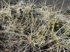 Opuntia × columbiana